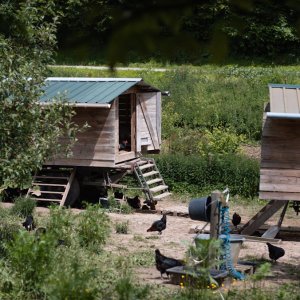 Visite de la ferme des cocottes Du 13 fév au 30 oct 2025