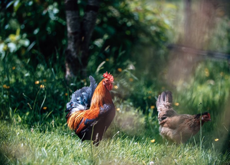 Visite de la ferme des cocottes