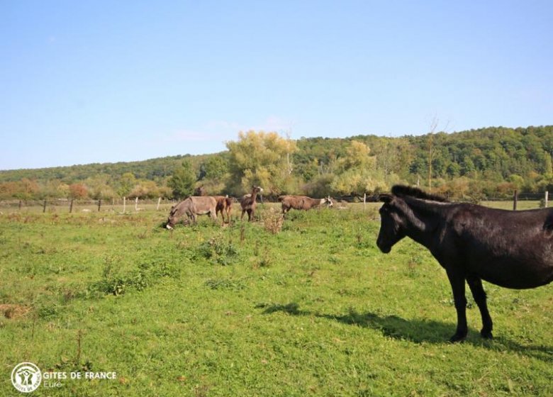 Gîte Ourasi-Domaine de la petite rivière