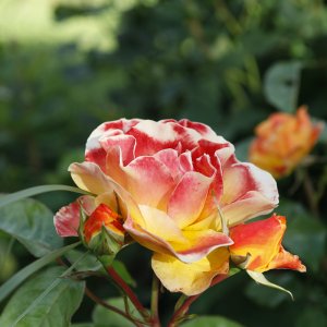 Visite guidée du jardin Le Clos de Chanchore