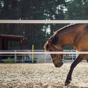 Spectacle équestre : Clochette et le Manège Enchanté Du 1 au 22 déc 2024