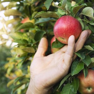 Fête de la pomme