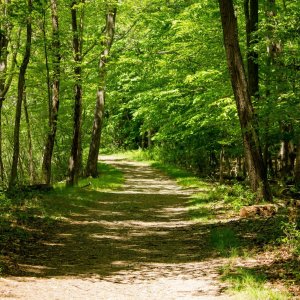 Tous en forêt Le 25 sept 2024