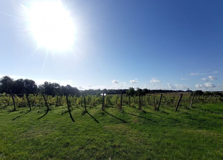 Vignoble Leprince Normandie