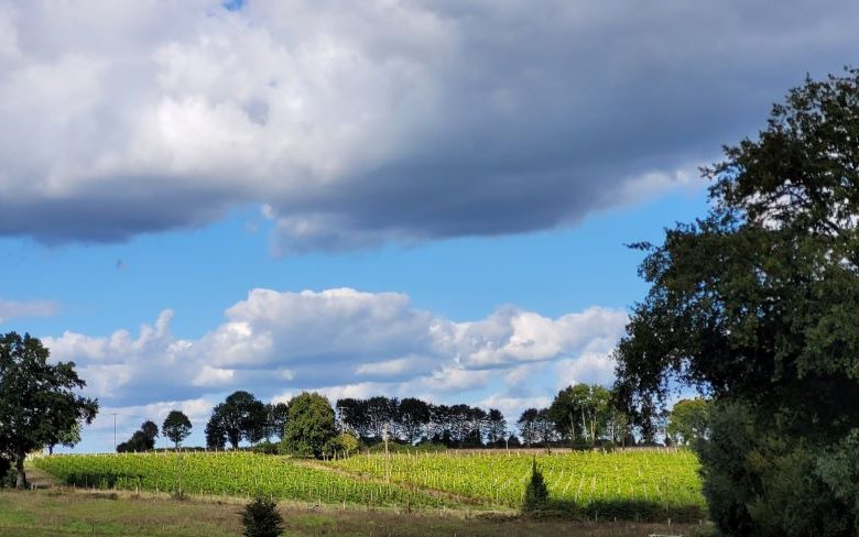 Vignoble Leprince Normandie