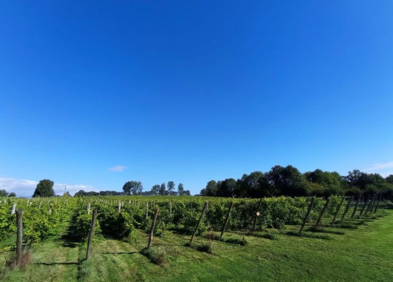 Vignoble Leprince Normandie