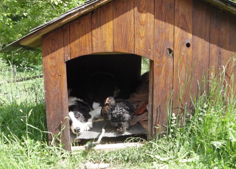 La Ferme des  Cocottes